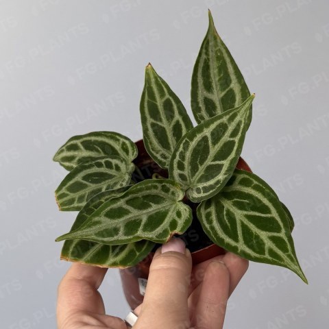 Антуриум кристаллинум из каталога FG.PLANTS