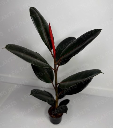Фикус Абиджан из каталога FG.PLANTS