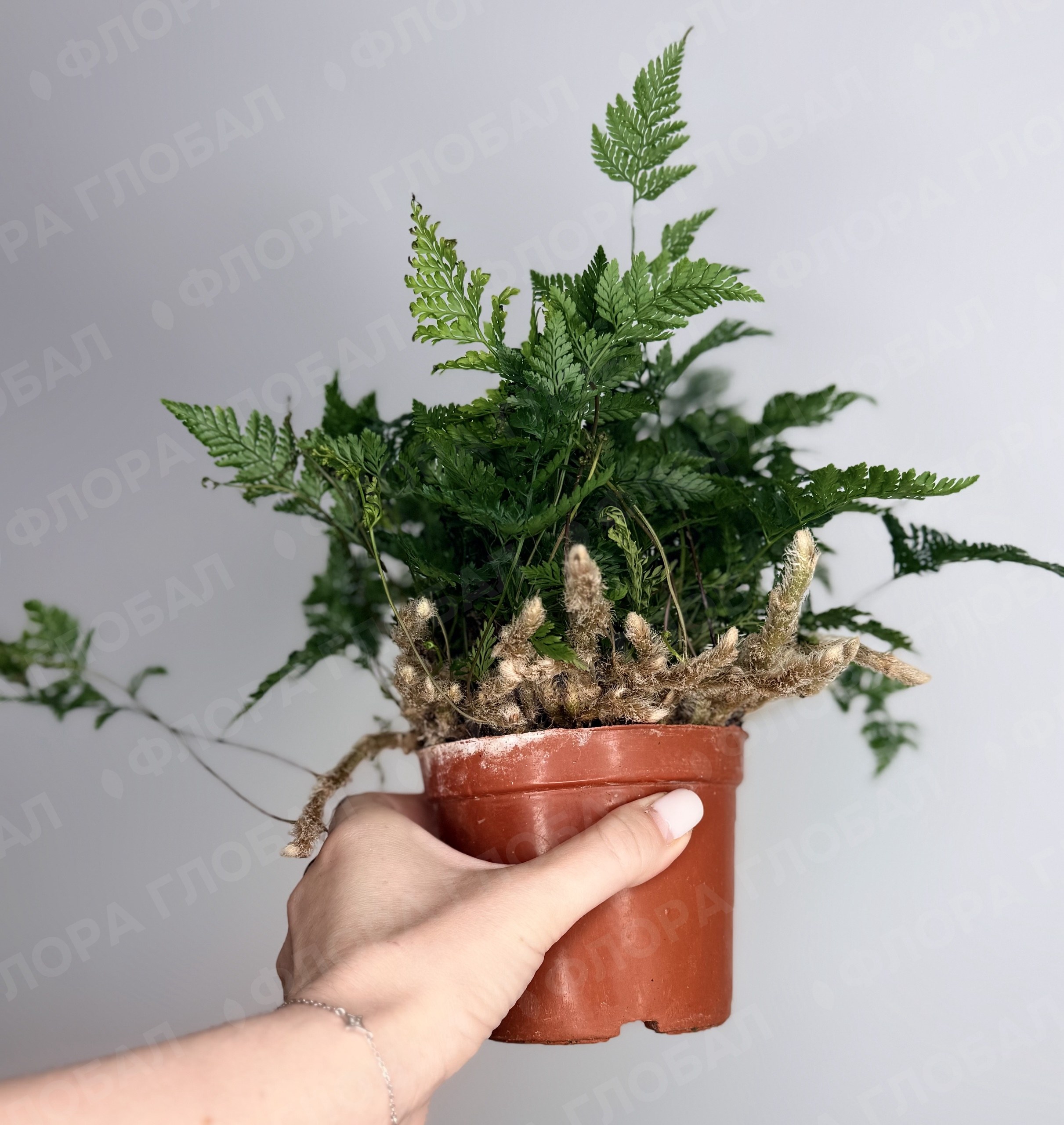 Даваллия 10/15