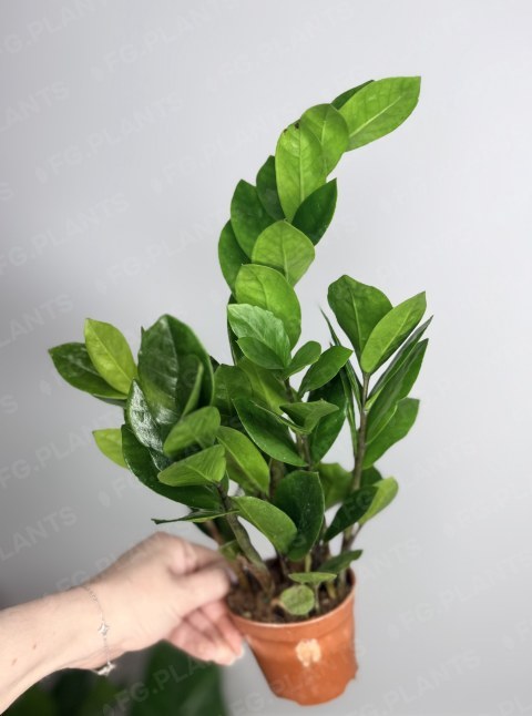 Замиокулькас из каталога FG.PLANTS