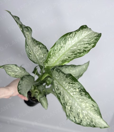 Диффенбахия Тики из каталога FG.PLANTS