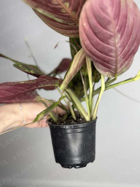 Маранта из каталога FG.PLANTS