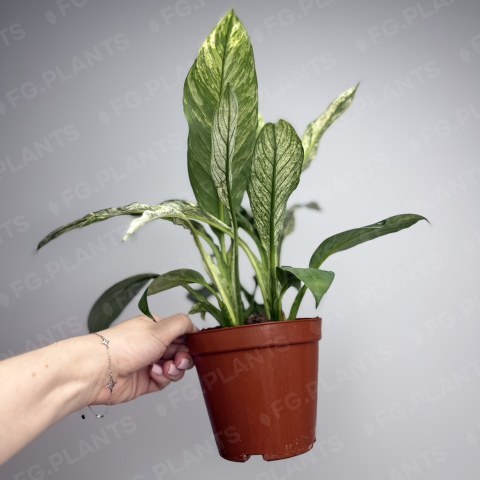 Спатифиллум Сенсация вариегатный из каталога FG.PLANTS