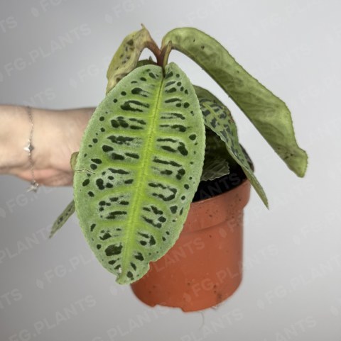 Labisia No id 10/15