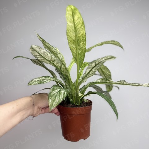 Спатифиллум Сенсация из каталога FG.PLANTS