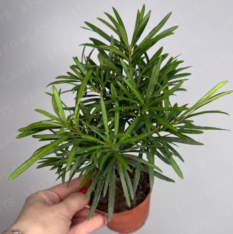Подокарпус на штамбе из каталога FG.PLANTS