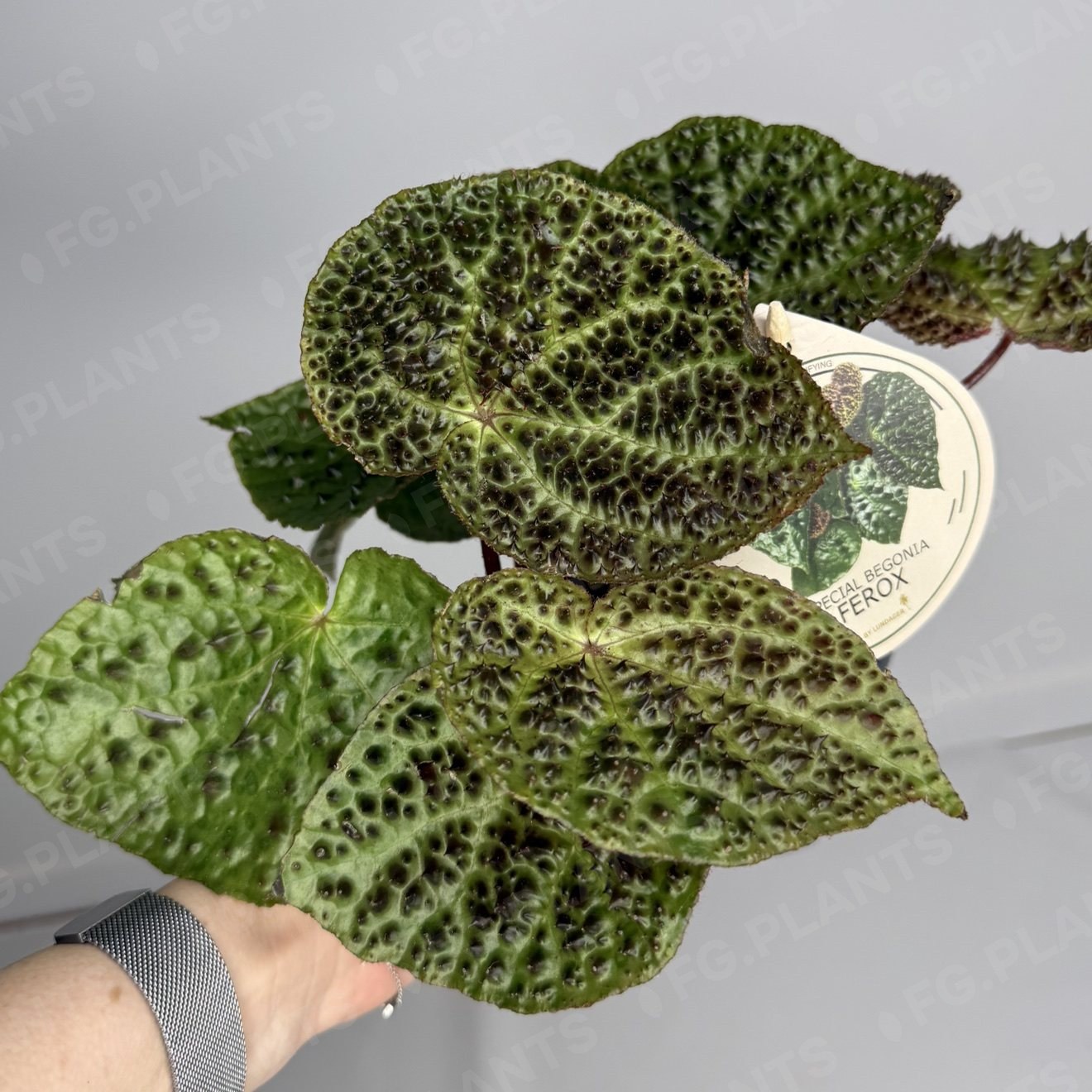 Begonia Rex Ferox 12/20