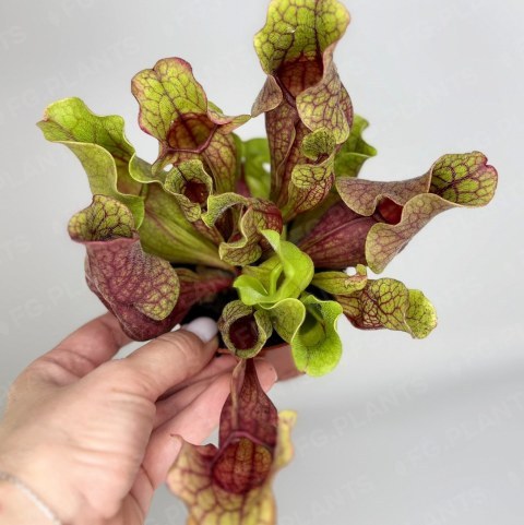 Саррацения из каталога FG.PLANTS
