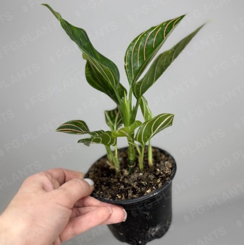 Аглаонема Зелёная из каталога FG.PLANTS