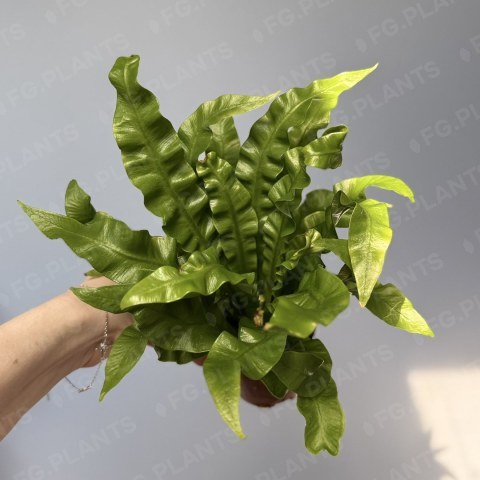 Асплениум Флейм из каталога FG.PLANTS: зелёная розетка с волнистыми листьями в горшке