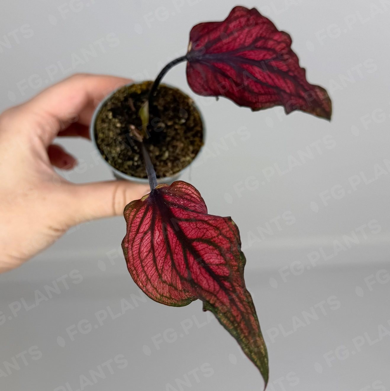 Caladium Lucia 6 cm 6/12