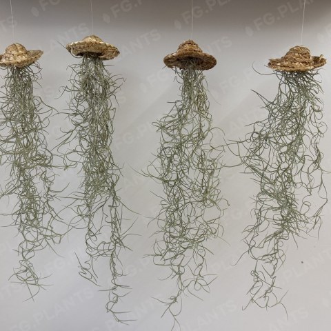 Подвесные тилландсии FG.PLANTS с длинными серебристыми побегами и декоративными шляпками