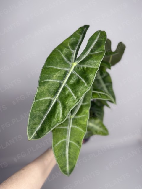 Алоказия Лонгилоба из каталога FG.PLANTS