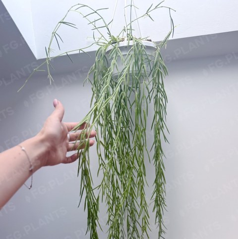 Хойя линеарис FG.PLANTS в подвесном горшке, длинные побеги с узкими листьями