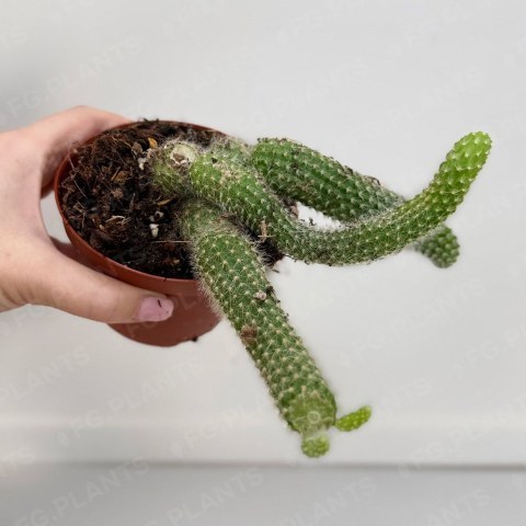 Хильдевинтера из каталога FG.PLANTS: зелёные колючие побеги расходятся в стороны из небольшого коричневого горшка