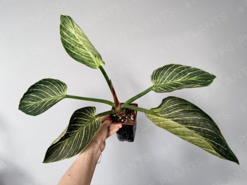 Филодендрон Биркин в горшке питомника из каталога FG.PLANTS