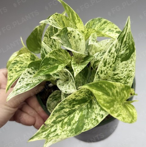 Эпипремнум с пёстрыми зелёно-кремовыми листьями в горшке — FG.PLANTS