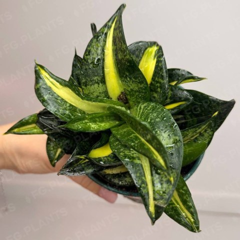 Сансевиерия Голден Венди с жёлтыми полосами на зелёных листьях — FG.PLANTS